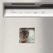 Kitty Magneet (Insitu (Vaatwasser))