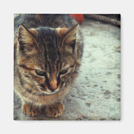 Kitty Magneet (Voorkant)
