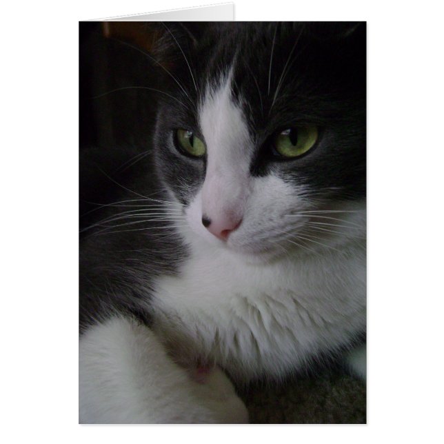 Kitty mignon (Devant)