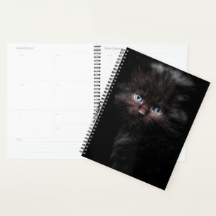 Kitty noir