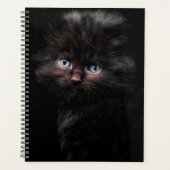 Kitty noir (Devant)