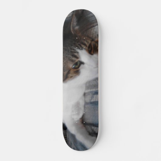 Kitty Skateboard (Recto)