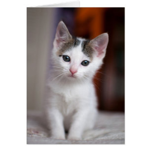 Kitty tacheté blanc