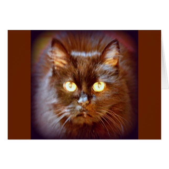 kittycat (Devant horizontal)