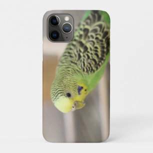 Kiwi iPhone 11 Pro Hoesje
