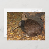 Kiwi Cool @ Auckland Zoo Briefkaart (Voorkant / Achterkant)