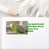 Kiwi Etiket (Insitu)