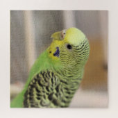 Kiwi Legpuzzel (Horizontaal)