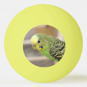 Kiwi Pingpongballen