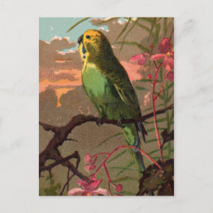 Kiwi the Parakeet Briefkaart