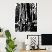 KLAAR OM EEN GIANTE SEQUOIE TE DROPEN c. 1888 Poster (Thuiskantoor)