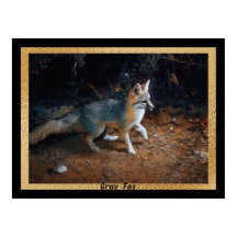 Klaar voor grijze vos