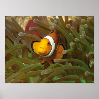 Klaberjasvis in groene zeeanemoon. Koraalrif Raja Poster