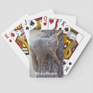Klammerende eekhoorn pokerkaarten