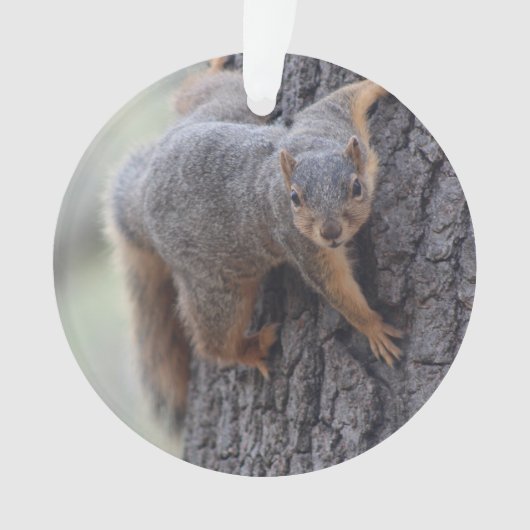 Klapeekhoorn Ornament (voorkant)