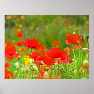 Klaproos bloemenwei kunstdrukken Rode klaprozen Poster