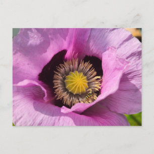 Klaproos en een insect briefkaart
