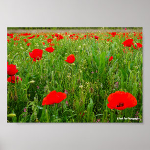 Klaprozen en wilde bloemen poster