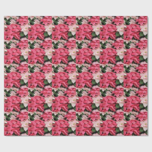 Klassiek roze en rood poinsettia ompakpapier cadeaupapier (Vlak)