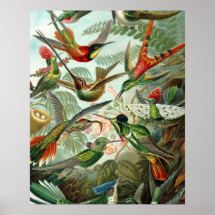 klassiek schilderij van vogel- en wildvogelsoorten poster