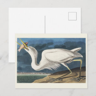 Klassieke Audubon Grote Witte Reiger Vogel Kunst Briefkaart