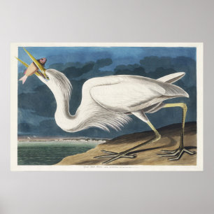 Klassieke Audubon Grote Witte Reiger Vogel Kunst Poster