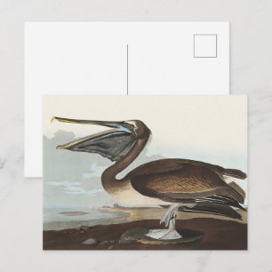 Klassieke Audubon-kunst van bruine pelikaan kustvo Briefkaart