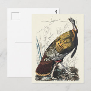 Klassieke Audubon Wilde Kalkoen Thanksgiving Decor Briefkaart
