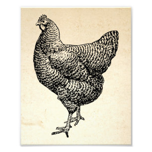 Klassieke Barred Plymouth Rock Kip Hen Foto Afdruk