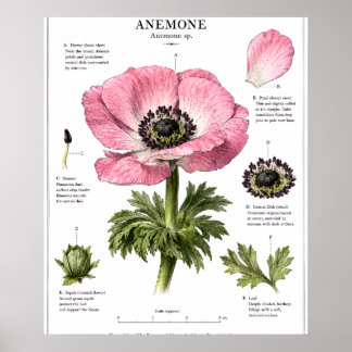 Klassieke Bloem Anatomie Kunst | Botanische Studie Poster
