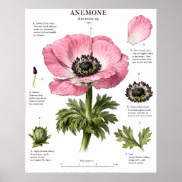 Klassieke Bloem Anatomie Kunst | Botanische Studie Poster