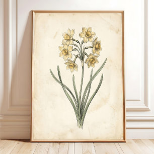Klassieke botanische antieke narcis canvas kunst poster