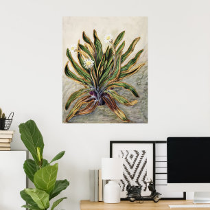 Klassieke botanische illustratie van het bergmadel poster