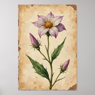 Klassieke botanische plaat kunst met wilde bloemen poster