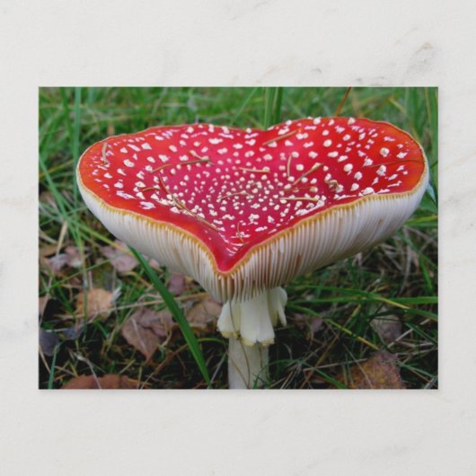 Klassieke foto-Briefkaart Briefkaart (Voorkant)