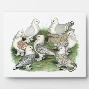 Klassieke Frill Pigeons Fotoplaat