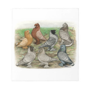 Klassieke Frill Pigeons Laced Blondinettes Notitieblok