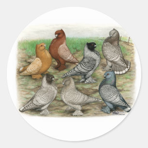 Klassieke Frill Pigeons Laced Blondinettes Ronde Sticker
