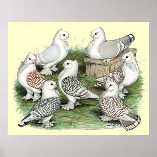 Klassieke Frill Pigeons Poster (Voorkant)