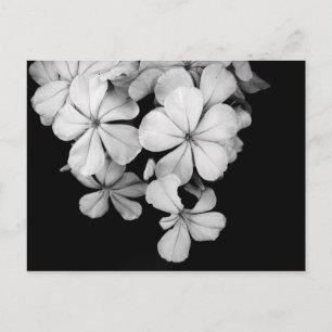 Klassieke monochrome Plumbago-kunst Briefkaart