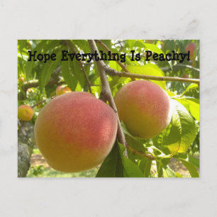 Klassieke peach op Tree Funny Text Briefkaart