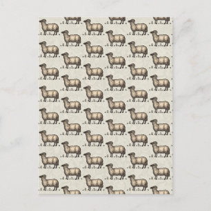 Klassieke Schapen Illustratie: Boerderij Kunst Briefkaart