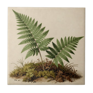 Klassieke Varens Botanisch Tegeltje