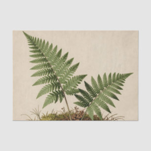 Klassieke Varens Botanisch Tissuepapier
