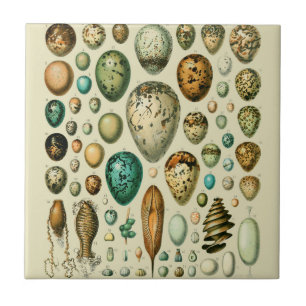 Klassieke vogeleieren Franse vis-ei kunst Tegeltje