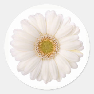 Klassieke witte Gerbera Daisy Flower Ronde Sticker