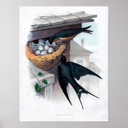Klassieke zoölogische eitching - Barn Swallow Poster (Voorkant)