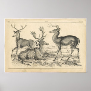 Klassieke zoologische Etching - Deer Poster
