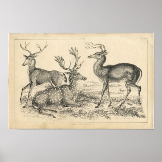 Klassieke zoologische Etching - Deer Poster (Voorkant)