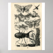 Klassieke zoölogische Etching - Insecten Poster (Voorkant)